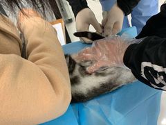 -纳吉亚猫专科动物诊疗中心(蒋宅口分院)