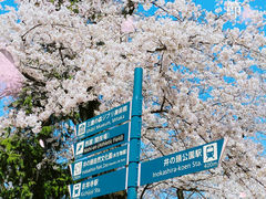 -井之头恩赐公园