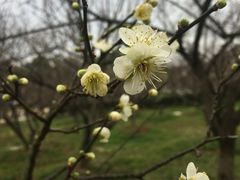-香雪海