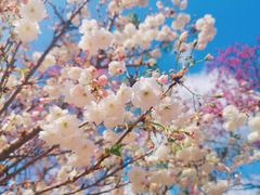-天适樱花悠乐园