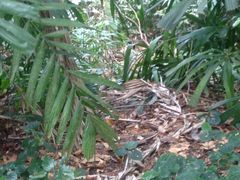 -武吉知马自然保护区