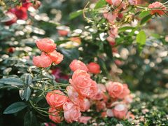 -人民公园(罗湖区)