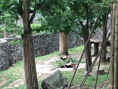 -都江堰中华大熊猫苑