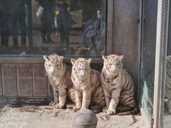 -西霞口神雕山野生动物世界