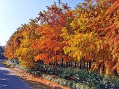 -上海海湾国家森林公园