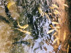 -北京龙庆四季香农家饭庄·灶台鱼·碳烤虹鳟鱼(龙庆峡店)