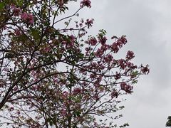 -海珠湖公园