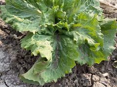 -傣妹火锅(四川北路店)