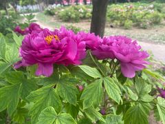 -洛阳郁金香牡丹园