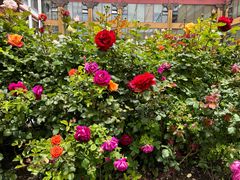 -思金拉措庄园藏餐(太阳岛店)