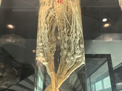 -广东中医药博物馆