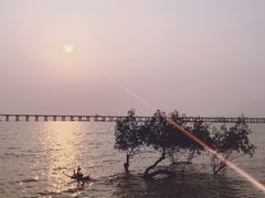 -宝安西湾红树林湿地公园