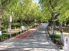 -大兴滨河森林公园