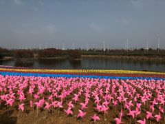 -杭州湾海上花田景区
