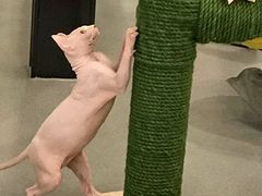 -飞行喵MR PILOT|猫舍·猫咖(静安大融城店)