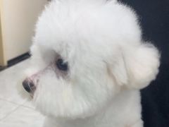 -安安宠医宠物医院·异宠·犬猫内科(岳阳分院)