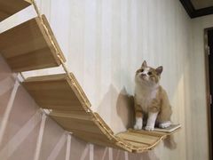 -欧奕国际动物医院