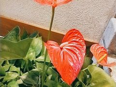 -首秀·四川料理(星耀101店)