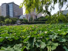 -黄兴公园