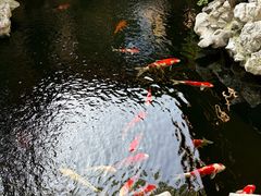 -鲤院·新中式美学·庭院餐厅(夫子庙店)