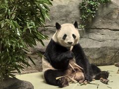 -都江堰中华大熊猫苑