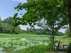 -白鹭湾湿地公园
