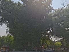 -大槐树寻根祭祖园