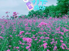 -会仙湿地