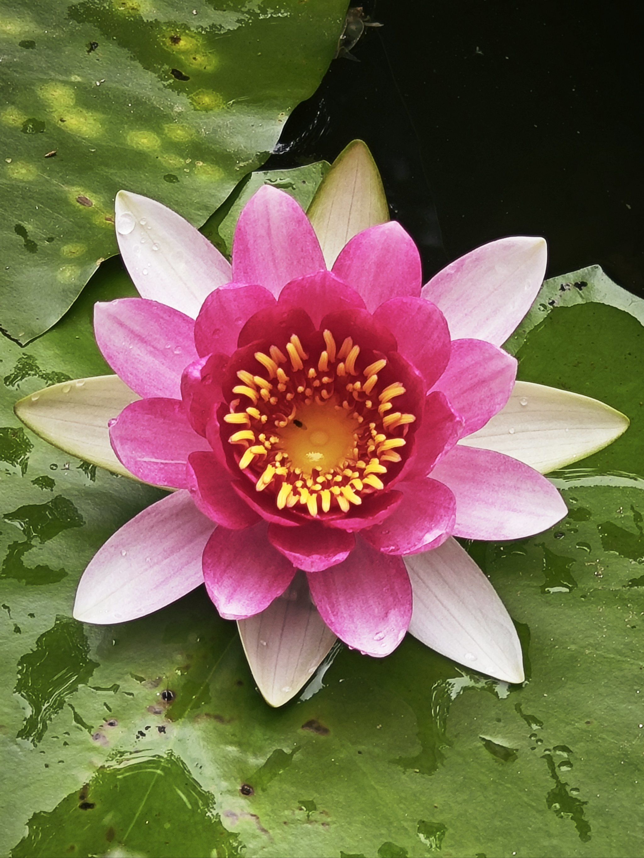 睡莲花开,美不胜收