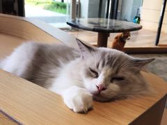 -瞄一喵猫咖(格力海岸店)