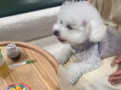 -帕帕拉兹宠物(亚洲旗舰店)