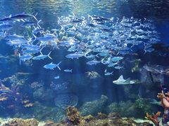 -华夏文旅海洋公园