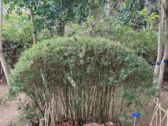 -中国科学院西双版纳热带植物园