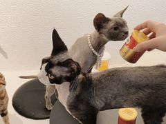 -琪喵猫屋·撸猫猫咖·猫舍