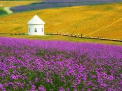 -紫颐香薰山谷景区