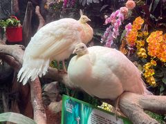 -正佳雨林生态植物园