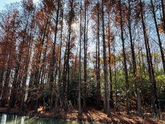 -上海海湾国家森林公园