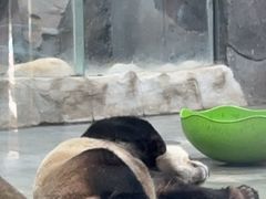 -栾川竹海野生动物园