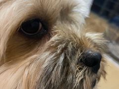 -萌兽医馆·宠物医院·猫骨科(创景店)