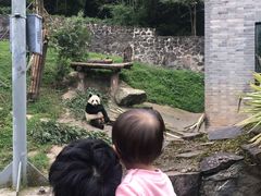 -都江堰中华大熊猫苑