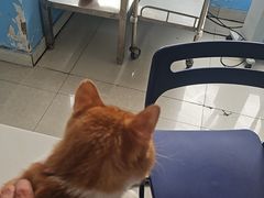 -瑞派福兴宠物医院犬猫全科·骨科·中西医结合(河东店)