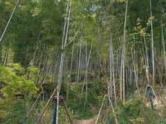 -上海佘山国家森林公园天马山园