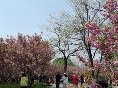 -长白岛森林公园