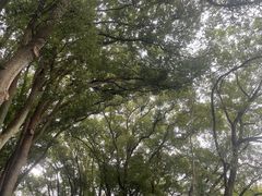 -上海佘山国家森林公园天马山园