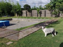 -南汇新场正宗水蜜桃采摘