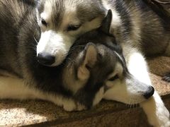 -more than meow吴止猫主题餐厅(承德 中船汇店)