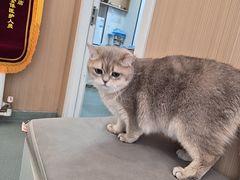 -瑞派·关忠动物医院·猫专科·犬专科(三环新城店)