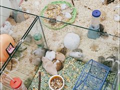 -钓仓鼠(洋桥北里小区店)