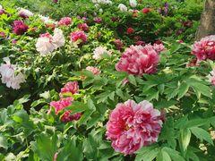 -莲花池公园