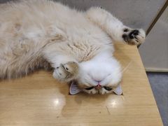 -飞行喵MR PILOT|猫舍·猫咖(静安大融城店)